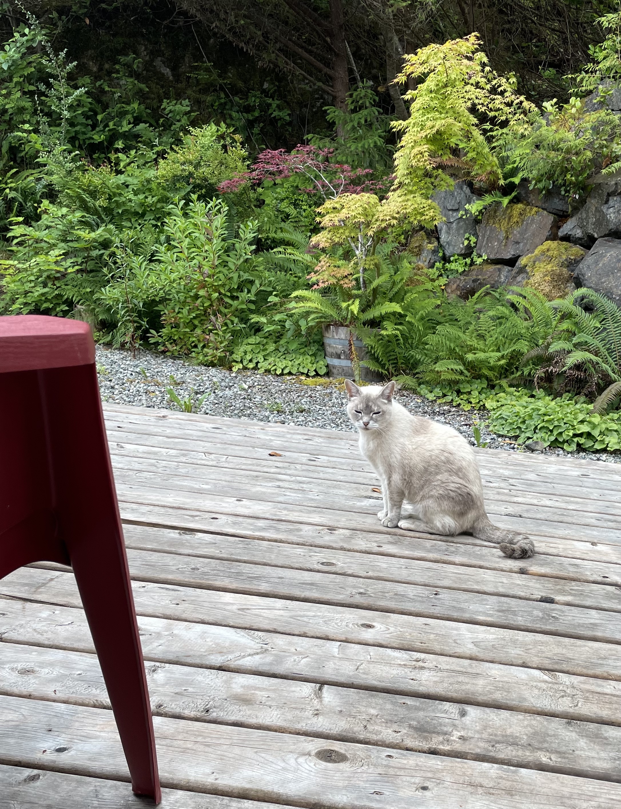 A white cat with not-so-soft floof